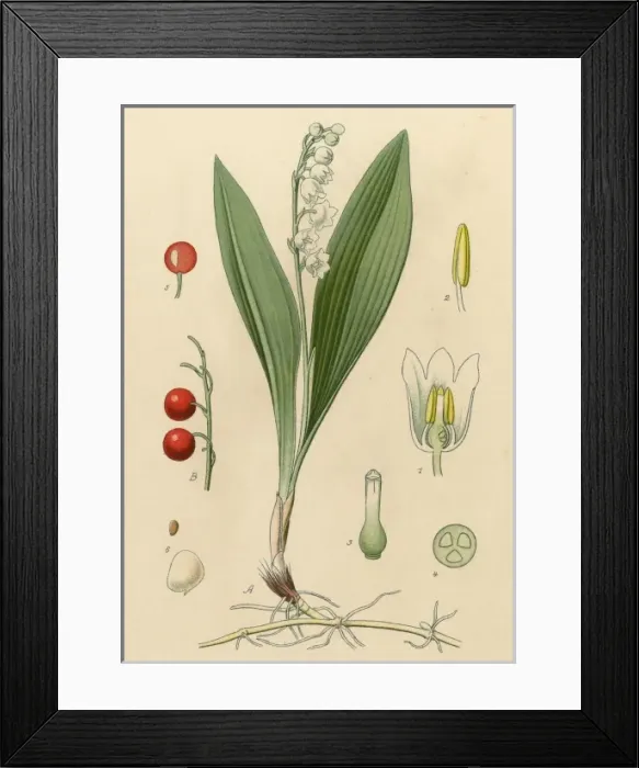 Framed Print : Picture No. 10040477 Framed Print : Picture No. 10040477