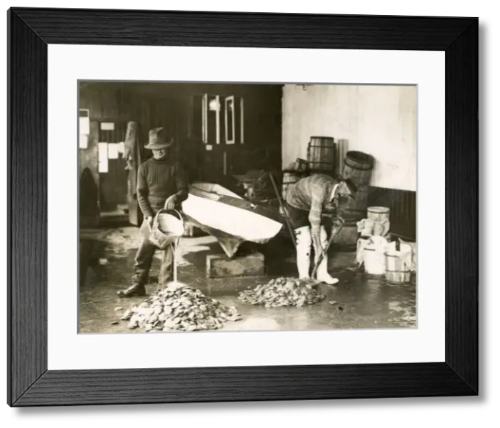 Framed Print : Washing Oysters / Photo Framed Print : Washing Oysters / Photo