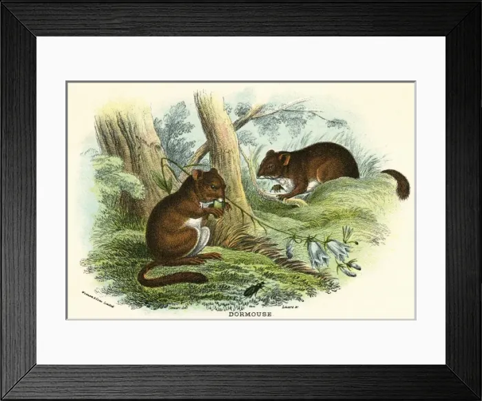 Framed Print : Dormouse / Stewart C1840 Framed Print : Dormouse / Stewart C1840