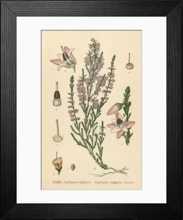Framed Print : Plants / Calluna Vulgaris Framed Print : Plants / Calluna Vulgaris