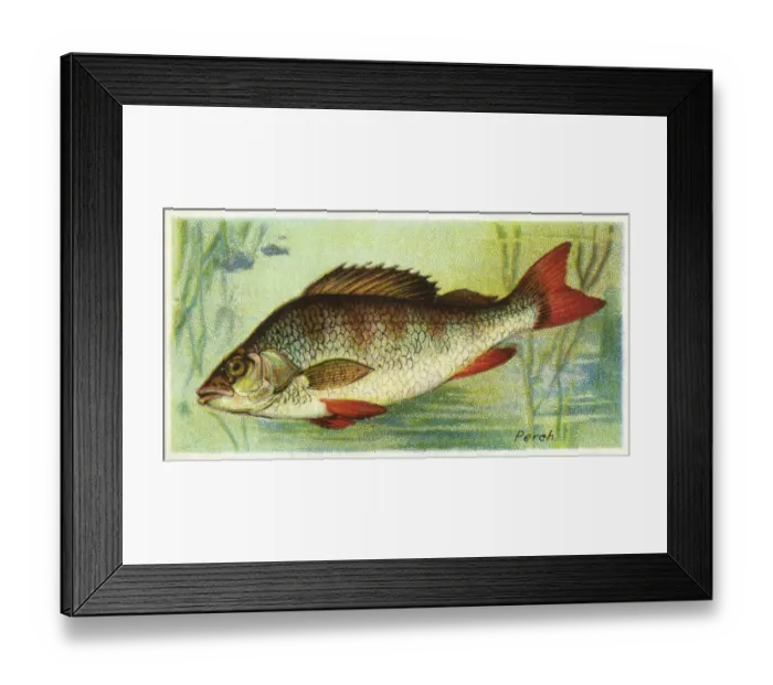 Framed Print : PERCH / PLAYERs / 1903 Framed Print : PERCH / PLAYERs / 1903