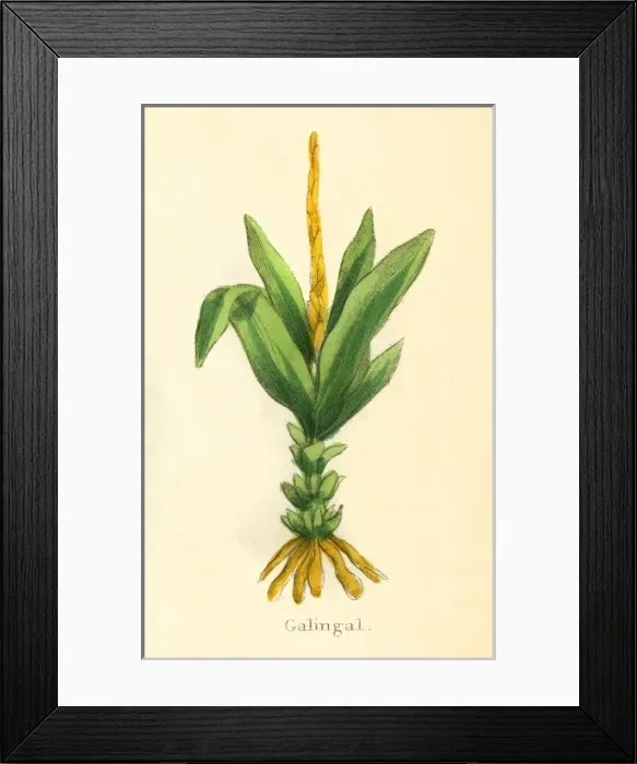 Framed Print : Plants / Alpinia Galanga Framed Print : Plants / Alpinia Galanga