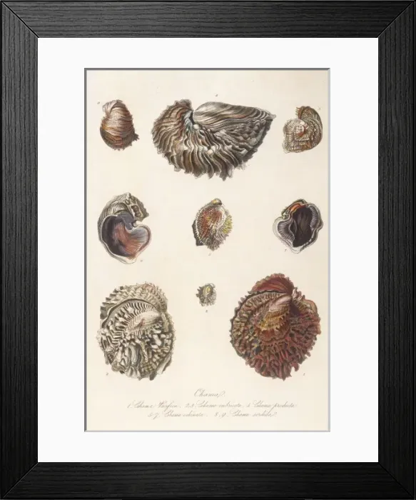 Framed Print : Various Shells 1835 Framed Print : Various Shells 1835