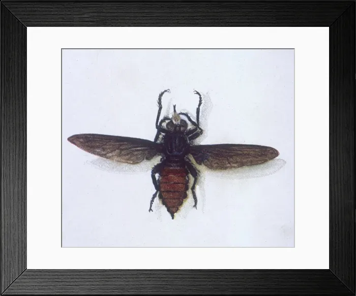 Framed Print : Australian Robber Fly Framed Print : Australian Robber Fly