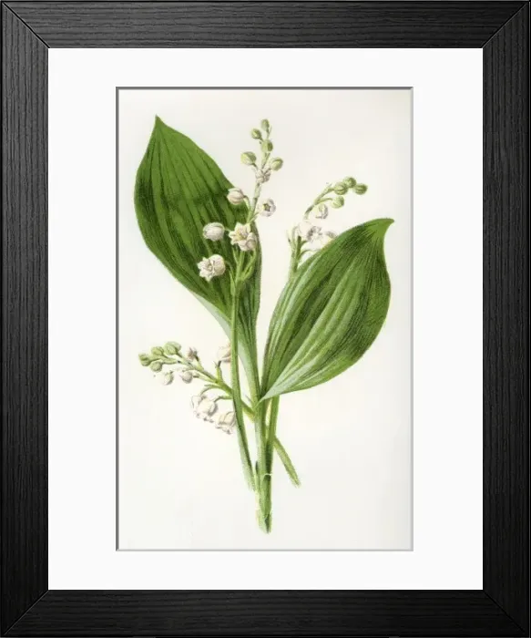 Framed Print : Convallaria Majalis Framed Print : Convallaria Majalis
