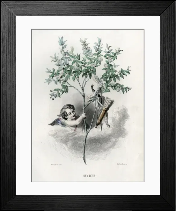 Framed Print : Grandville Myrtle 1847 Framed Print : Grandville Myrtle 1847