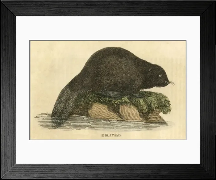 Framed Print : BEAVER (1814) Framed Print : BEAVER (1814)