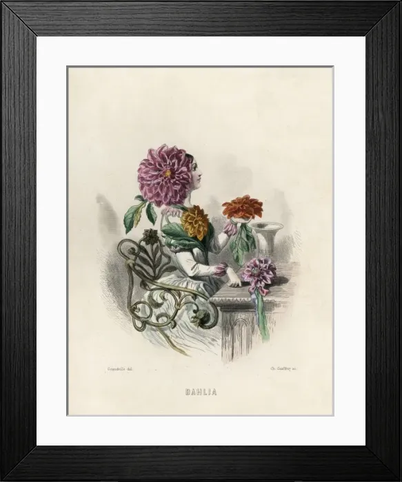 Framed Print : Grandville Dahlia 1847 Framed Print : Grandville Dahlia 1847