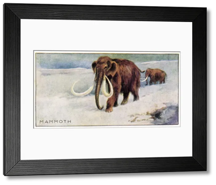 Framed Print : Mammothus Primigenius Framed Print : Mammothus Primigenius