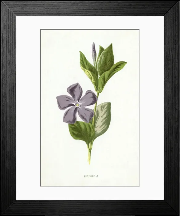 Framed Print : Plants / Vinca Major Framed Print : Plants / Vinca Major