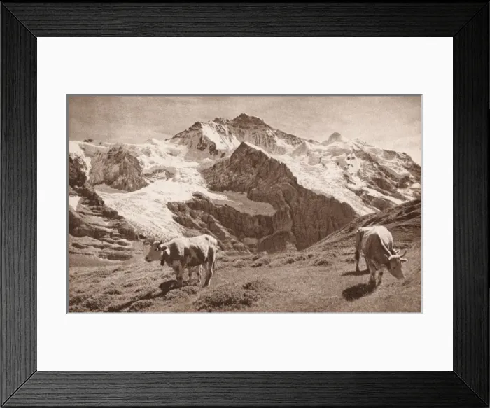 Framed Print : Cows on the slopes of the Jungfrau, in the Swiss Alps Framed Print : Cows on the slopes of the Jungfrau, in the Swiss Alps