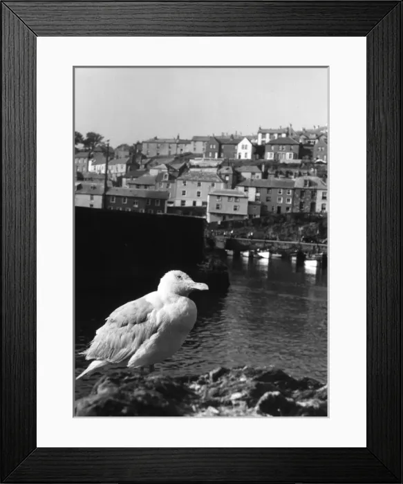 Framed Print : Gulls in Cornwall Framed Print : Gulls in Cornwall