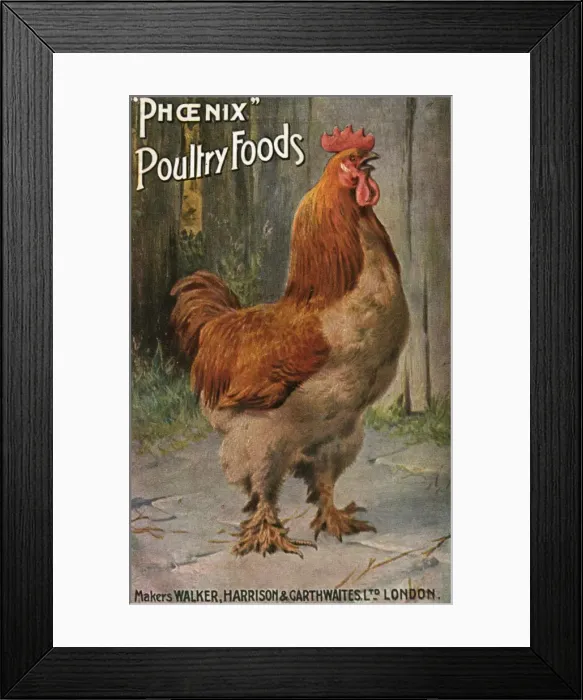 Framed Print : Well-Fed Cock Framed Print : Well-Fed Cock