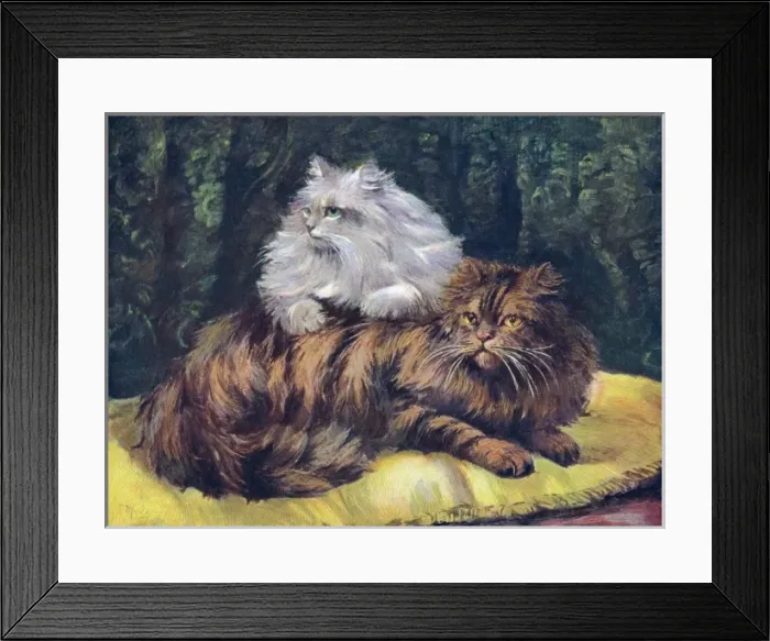 Framed Print : Tabby / Silver Persians Framed Print : Tabby / Silver Persians