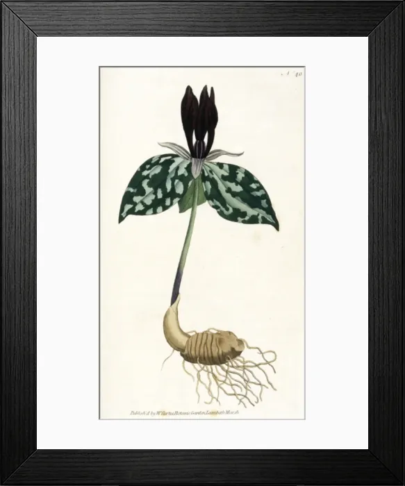 Framed Print : Plants / Trillium Cuneatum Framed Print : Plants / Trillium Cuneatum