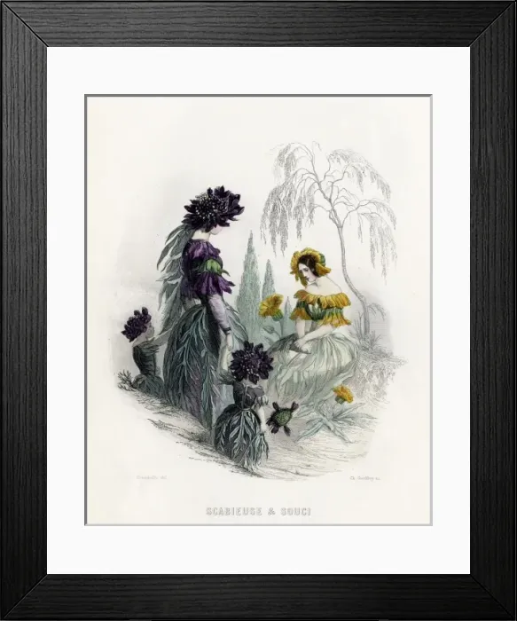 Framed Print : Grandville Scabious 1847 Framed Print : Grandville Scabious 1847