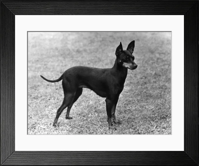 Framed Print : Fall / English Toy Terrier Framed Print : Fall / English Toy Terrier