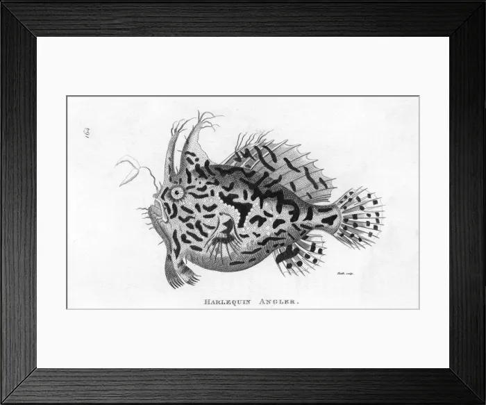 Framed Print : Angler Fish / Harlequin Framed Print : Angler Fish / Harlequin