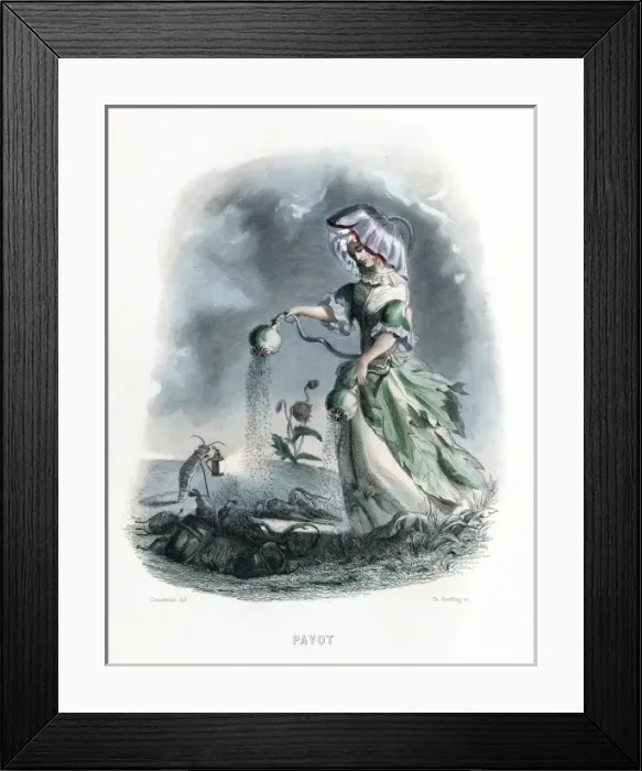Framed Print : Grandville Poppy 1847 Framed Print : Grandville Poppy 1847