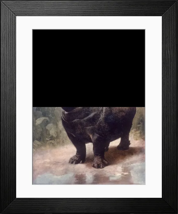 Framed Print : A Hippo Gaping Framed Print : A Hippo Gaping