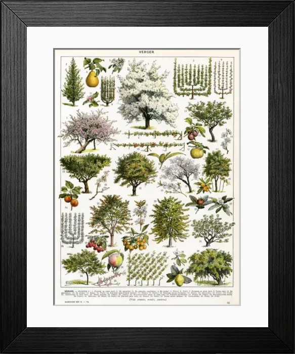 Framed Print : Trees / Orchard Trees Framed Print : Trees / Orchard Trees