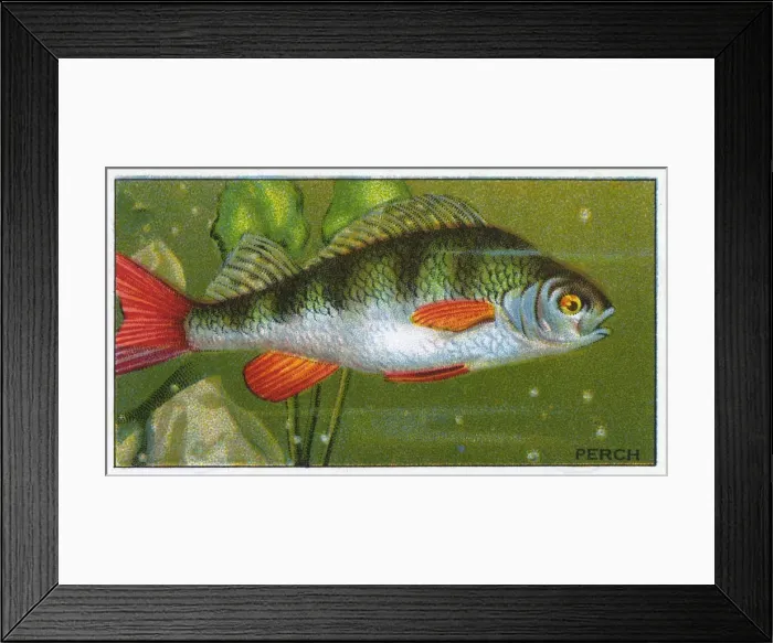 Framed Print : PERCH / MORRIS / 1928 Framed Print : PERCH / MORRIS / 1928