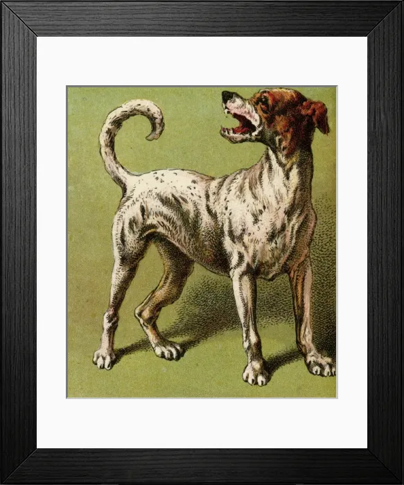 Framed Print : Mother Hubbard / Laughing Framed Print : Mother Hubbard / Laughing