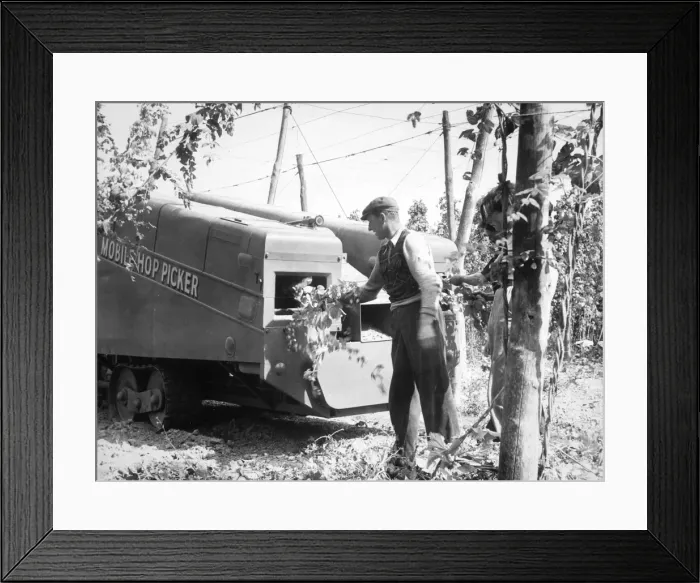 Framed Print : Mechanized Hop Picking Framed Print : Mechanized Hop Picking