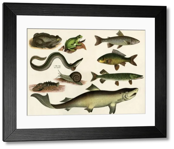 Framed Print : Various Fish & Reptiles Framed Print : Various Fish & Reptiles