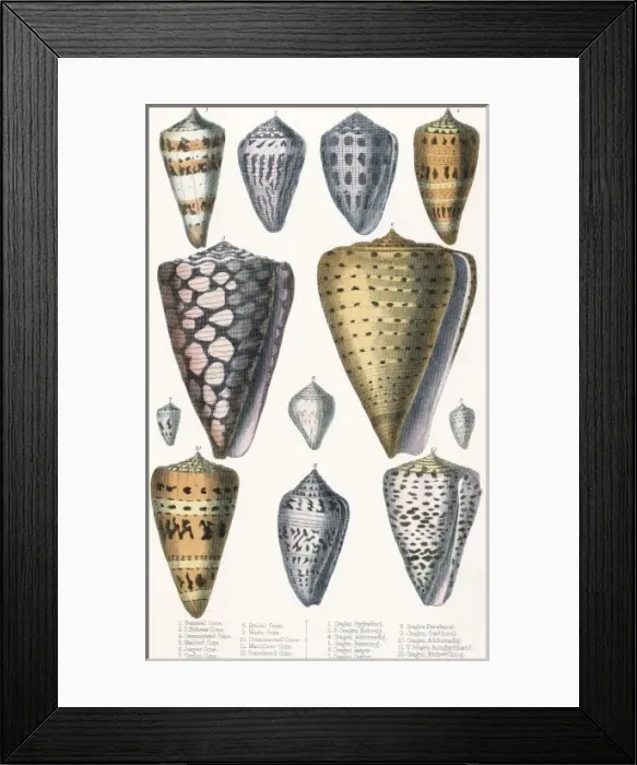 Framed Print : Various Shells (Cones) Framed Print : Various Shells (Cones)