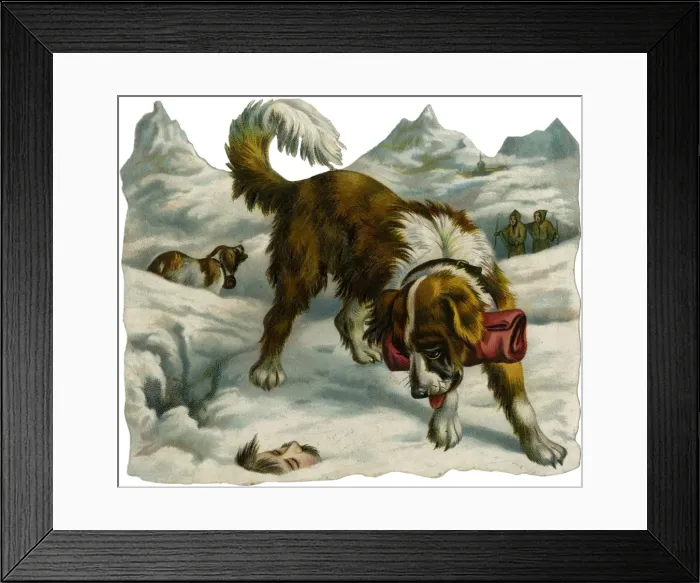 Framed Print : St Bernard Finds Someone Framed Print : St Bernard Finds Someone