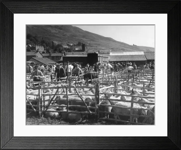 Framed Print : Sheep Auction, Lakes Framed Print : Sheep Auction, Lakes