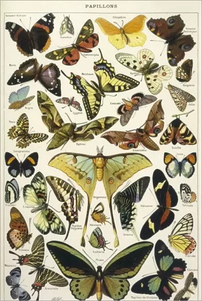 Butterflies in Larousse