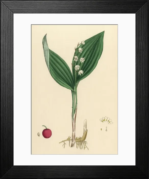 Framed Print : Convallaria Maialis Framed Print : Convallaria Maialis