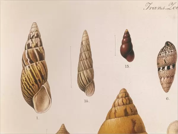 Various Shells