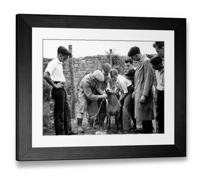 Framed Print : Drenching a Sheep Framed Print : Drenching a Sheep