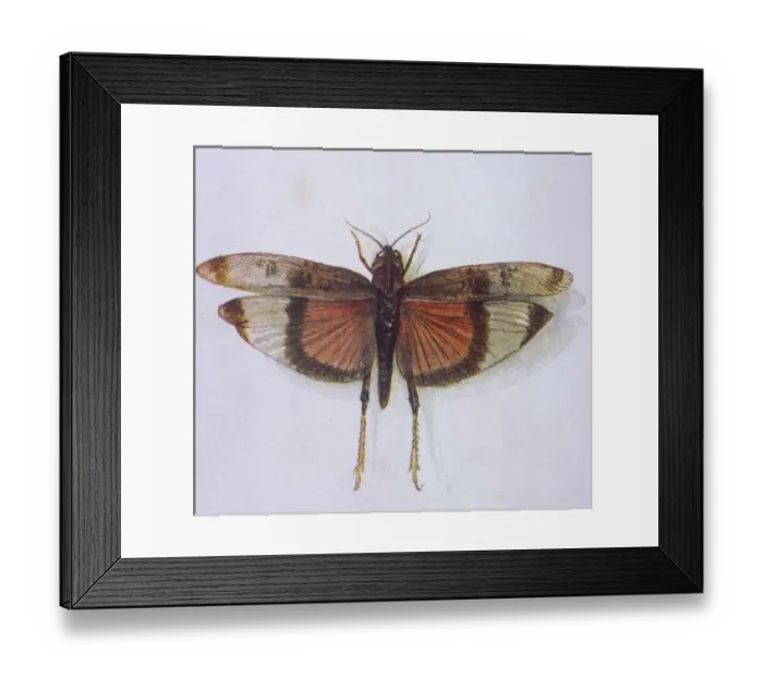 Framed Print : Grasshopper Framed Print : Grasshopper