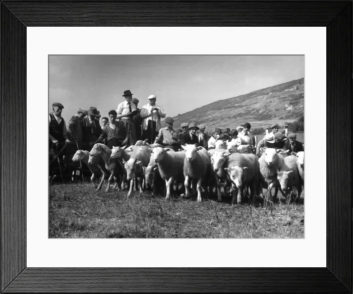 Framed Print : Sheep Auction, Lakes 2 Framed Print : Sheep Auction, Lakes 2