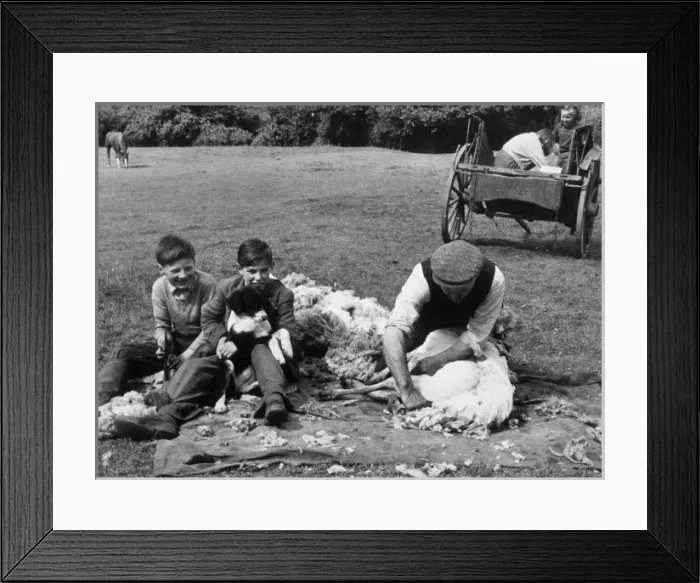 Framed Print : Shearing, Monmouthshire Framed Print : Shearing, Monmouthshire