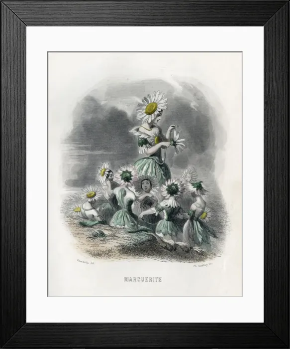 Framed Print : Marguerite (Daisy) Framed Print : Marguerite (Daisy)