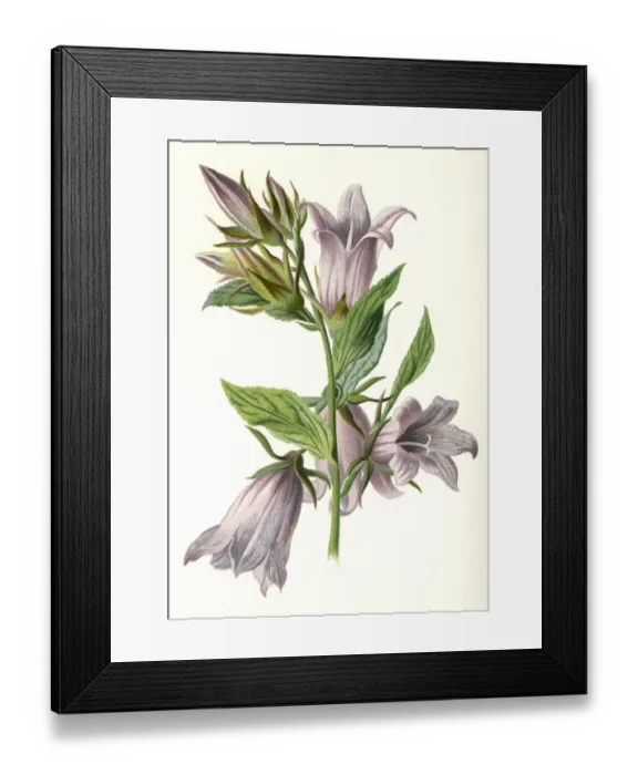 Framed Print : Campanula Trachelium Framed Print : Campanula Trachelium