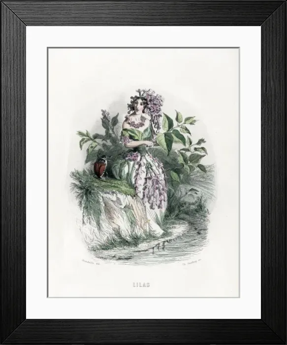 Framed Print : Grandville Lilac 1847 Framed Print : Grandville Lilac 1847