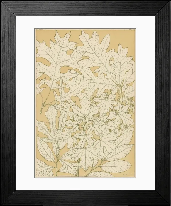 Framed Print : Owen Jones Flowers 94 Framed Print : Owen Jones Flowers 94