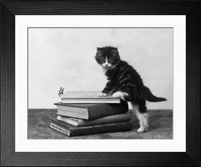 Framed Print : Tabby Kitten on Books Framed Print : Tabby Kitten on Books