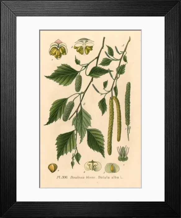 Framed Print : Plants / Betula Alba Framed Print : Plants / Betula Alba