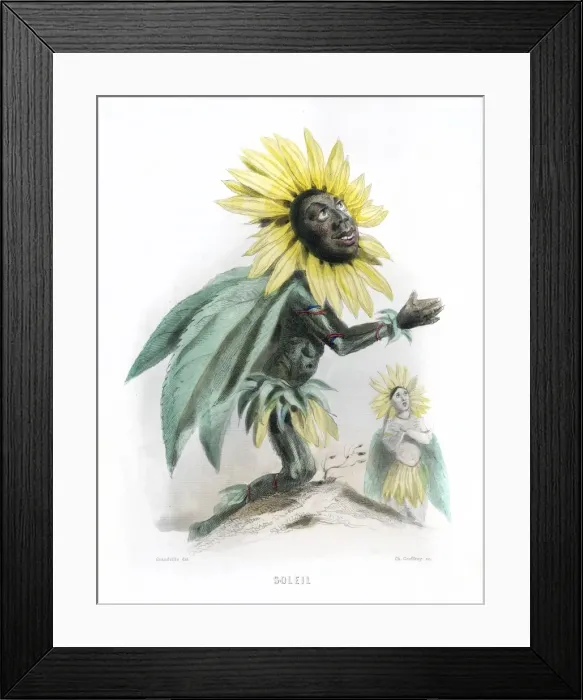 Framed Print : Grandville Sunflower Framed Print : Grandville Sunflower
