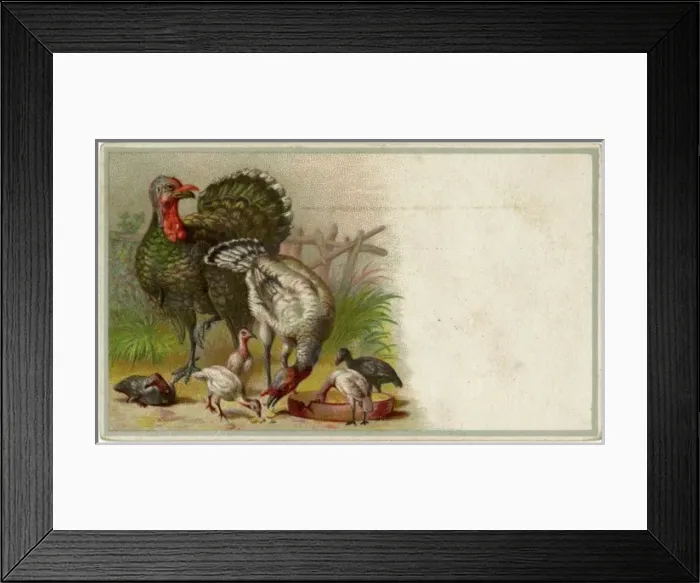Framed Print : Birds / Turkeys & Young Framed Print : Birds / Turkeys & Young