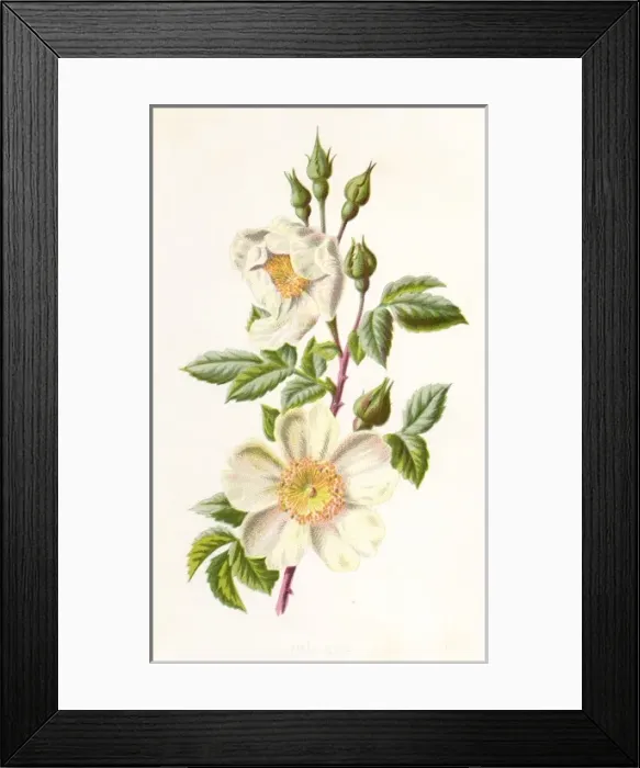 Framed Print : Plants / Rosa Arvensis Framed Print : Plants / Rosa Arvensis