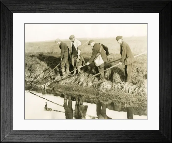 Framed Print : Eeling in Kent / 1930S Framed Print : Eeling in Kent / 1930S