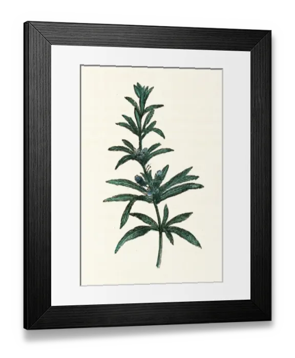 Framed Print : Rosmarinus Officinalis Framed Print : Rosmarinus Officinalis